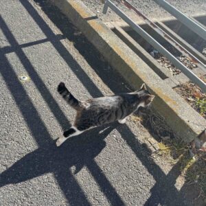 奥野里菜